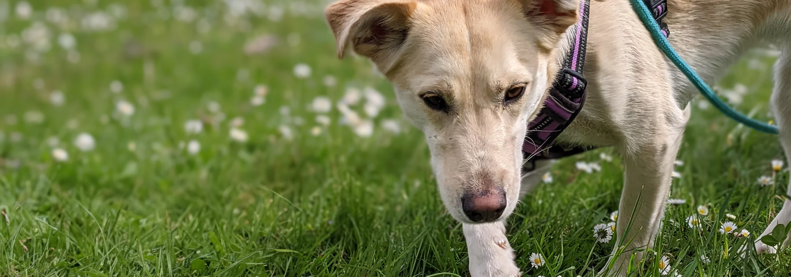Conseil pour préparer l'adoption de votre chien｜Doggologie